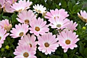 OSTEOSPERMUM FLOWER POWER PINK AND WHITE