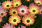 OSTEOSPERMUM SPRINGSTAR TERRACOTTA