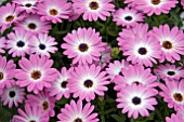 OSTEOSPERMUM SUMMERTIME PINK CHARM