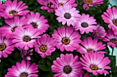 OSTEOSPERMUM ZANZIBAR ROSE GLOW