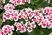 PELARGONIUM AMERICANA WHITE SPLASH