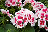 PELARGONIUM AMERICANA WHITE SPLASH