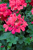 PELARGONIUM CALIENTE CORAL