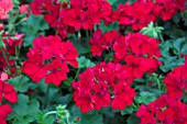 PELARGONIUM CALIENTE DEEP RED