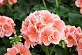 PELARGONIUM CLASSIC HELENA