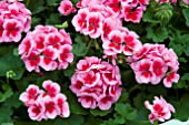 PELARGONIUM ROSE MEGASPLASH