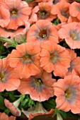 PETUNIA ORDY COPPER