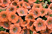 PETUNIA ORDY COPPER