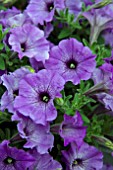 PETUNIA PEPE MINI VEIN BLUE