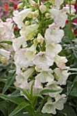 PENSTEMON PHOENIX APPLEBLOSSOM