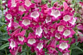 PENSTEMON PHOENIX MAGENTA