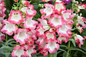 PENSTEMON PHOENIX PINK