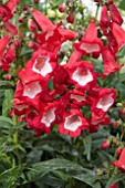 PENSTEMON PHOENIX RED