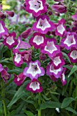 PENSTEMON PHOENIX VIOLET