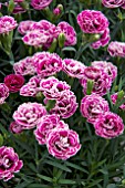 DIANTHUS SUPER TROUPER BILBO