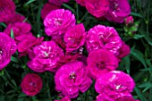 DIANTHUS SUPER TROUPER CARDINAL