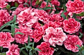 DIANTHUS SUPER TROUPER ELISE