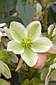 HELLEBORUS x NIGERCORS (AGM)