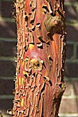 ARBUTUS X ANDRACHNOIDES (BARK)