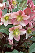 HELLEBORUS RUBY GLOW (X ERICSMITHII)