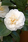 CAMELLIA LEMON DROP