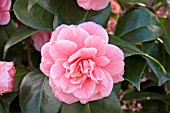 CAMELLIA JEAN CLERE