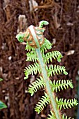 DICKSONIA ANTARCTICA,  UNFURLING FROND