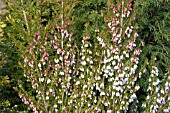 ERICA VEITCHII EXETER (TREE HEATHER)