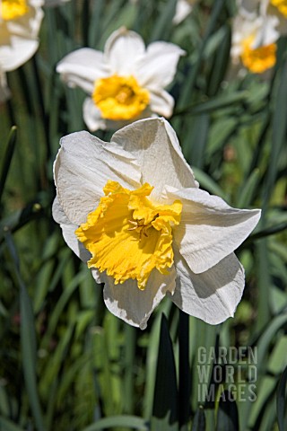 NARCISSUS_EARLY_BIRD