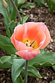 TULIPA APRICOT BEAUTY