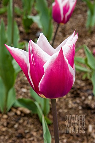 TULIPA_BALLADE