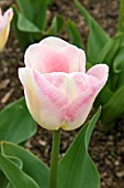 TULIPA DIAMOND (SINGLE FLOWER)