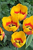 TULIPA FLAIR