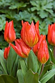 TULIPA PRAESTANS FUSILIER