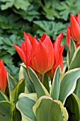 TULIPA PRAESTANS UNICUM (VARIEGATED)