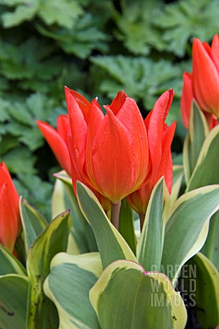 TULIPA_PRAESTANS_UNICUM_VARIEGATED