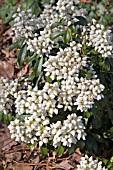 PIERIS SPRING SNOW