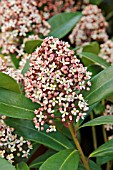 SKIMMIA RUBELLA