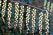 STACHYURUS CHINENSIS (SPRING FLOWERS)