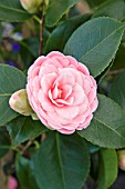 CAMELLIA WILAMINA (DOUBLE)