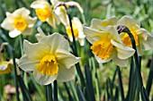 NARCISSUS WINGADEE