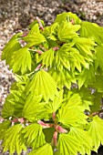 ACER SHIRASAWANUM AUREUM