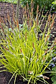 CAREX ELATIOR AUREA