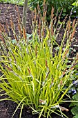 CAREX ELATIOR AUREA