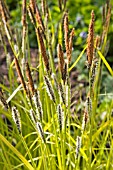 CAREX ELATIOR AUREA (FLOWERS)