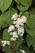 CEANOTHUS MARITINUS POPCORN