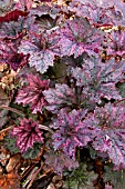 HEUCHERA FROSTED VIOLET