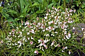 LATHYRUS VERNUS ALBOROSEUM