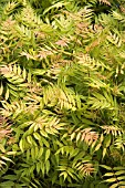 SORBARIA SORBIFOLIA SEM