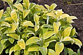 STACHYS BYZANTINA PRIMROSE HERON, (SYN. STACHYS BYZANTINA GOLD LEAVED)